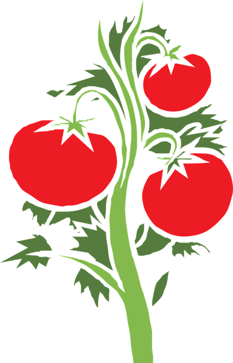 tipps tomaten