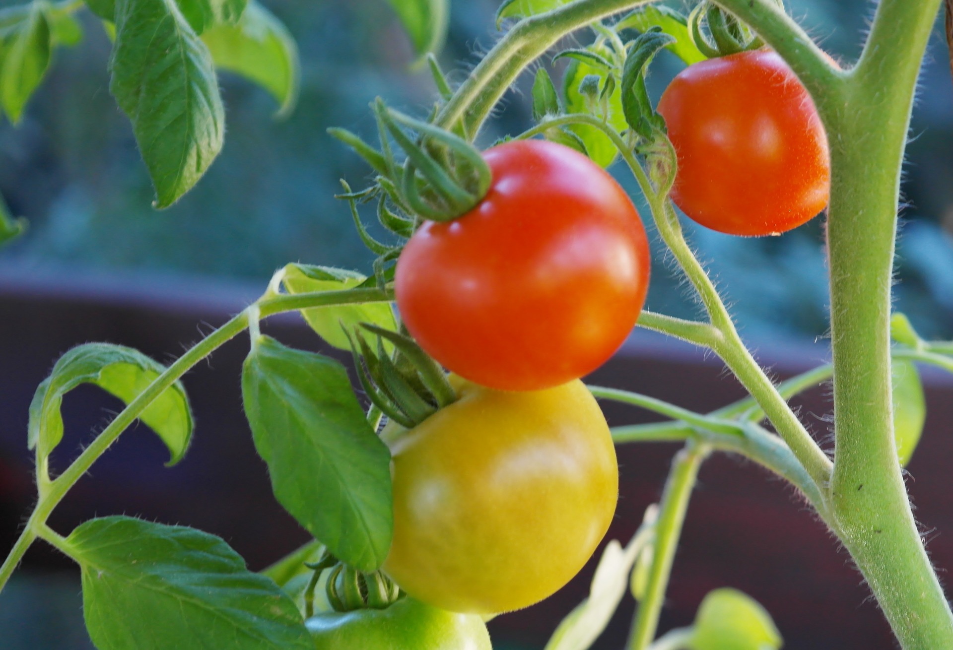 tomaten züchten
